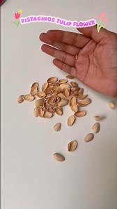 Diy Pista Shell Tulip 🌷flowers #tulip#pistashellart #artshortsvideo