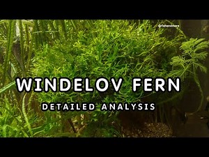 WINDELOV FERN COMPLETE CARE GUIDE FOR BEGINNERS