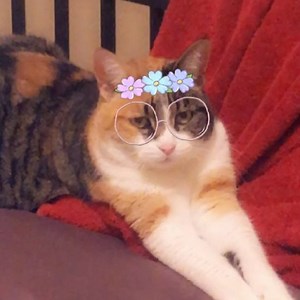 Never a better time to try #snapchat👻 cat face filters. #watchwithaudio #catsofinstagram #nerdsandtheircats | Your Nerdy Best Friend