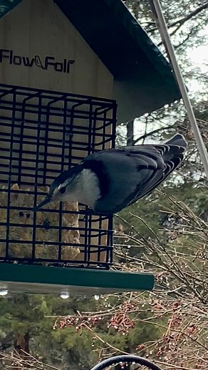 Nuthatches are small, tree-climbing birds known for their habit of wedging nuts and acorns into bark and cracking them open with their sharp beaks. They are often seen creeping headfirst down tree trunks, probing bark crevices for insects. Nuthatches are agile birds that can turn sideways and upside down while foraging. They also hang under branches and walk upside down. Nuthatches live in pairs year-round, with males having black crowns and females having grayish crowns. #birds #nature #wildlif