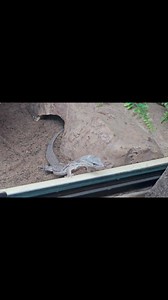 We have locally bred Ackie Monitors in stock again. Limited amounts available. Great cheeky smaller growing species. Don't let their size fool you though they need a lot of space as adults. #ackiemonitor #varanusacanthurus #monitorlizard #coasttocoastexotics #reptile #lizard #lizardlovers | Coast To Coast Exotics Ltd | Facebook