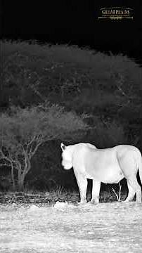 Lion Cubs & Giraffe | ol Donyo Lodge LiveCam Series Ep6 | Great Plains Conservation #wildlife #short