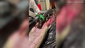 Alligator removed from massive python in shocking video