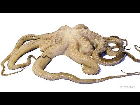 Octopus Decomposition Time-lapse