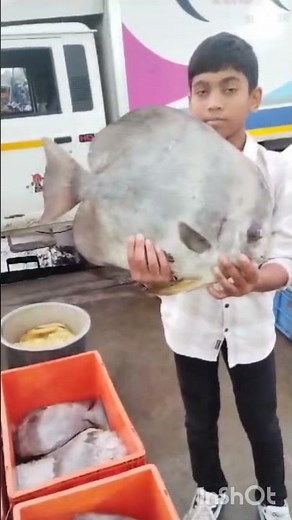 Karaikal fish market 🐠🐟🐠🐟 (different types of fish )