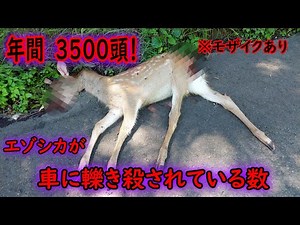 【閲覧注意】車に轢かれ首が折れたシカの最後の吐息を聞いて考えるロードキル問題