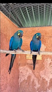 Stunning Blue Macaws Up Close