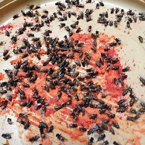 [Hot Item] High Quality Fly Bait China Making