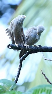 Birds making love #srilanka #birds #lovemaking #nature #cute #beautiful #forest #lovebirds HA56771 | HAWI Studios