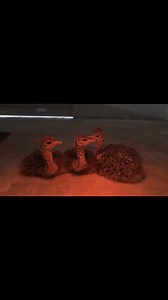 ‼️‼️ Keep the temperature of the brooder at 95°F for newly hatched...