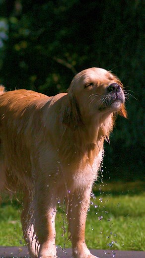 Wet dog in slow motion! 🎥 | Legendary Shots