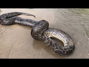 Python Vore - Snake Eats Crocodile (Full)
