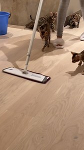 282K views · 4K reactions | That's a whole load of mini leopards!  | Furry Tails | Facebook