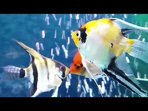 Angelfish aggression - angelfish breeding pair fighting off intruders