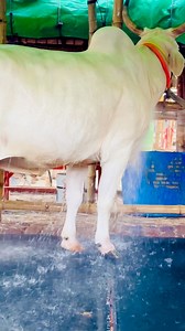 45K views · 467 reactions | Albino Steer Showered from Gabtoli Cattle Market #familyphotography #beast #beautiful #family #health #mashallah #cute #big #love #f4f #Gaints #love #huge #newbornphotography #bodybuilder #calf #prints #sadeeqagro #bulls #buffalo #albinobuffalo #biggestbull #biggestcow #bigcow #brahman #thailand #bangladesh #cow #bull #cows #bulls #gorurhaat #goru #nukra | Biggest Cow in Bangladesh | Facebook