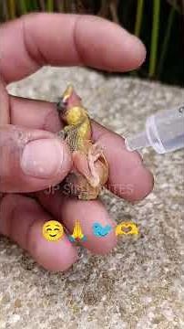 #pajaro #con #gusano así me encontré hoy a este príncipe de la naturaleza de inmediato lo ayudó 🐦🫶🙏