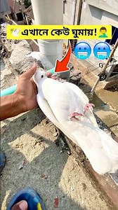 হুয়াইটি কি 1M করতে পারবে? 🕊️🤔 #kabutar #কবুতর #birds #funny #comedy #viralvideo #shorts #trending