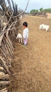 Baby and baby goat 🤣#animals #funnyvideo #sheep #goat #baby | baby goat