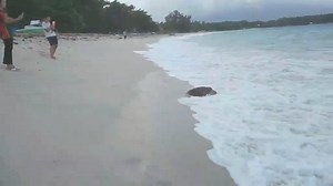 LOOK: A marine turtle rescued in Barangay Mayo was released back to Mayo Bay in the City of Mati on Sunday, March 24, 2024. The famous Dahican Beach in Mayo Bay is known as the nesting ground of marine turtles. Conservationists, in coordination with the local government, have already released about 105,000 hatchlings back to Mayo Bay. via CIO Mati (VIDEO BY GEORGE PLAZA) | Edge Davao