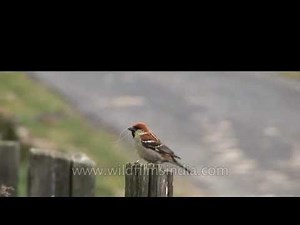 Is this a Russet Sparrow that we filmed in Bhutan?