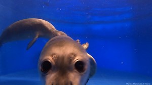 9.9K views · 357 reactions | The July 4th pool party has been underway at MMoME since first thing this morning. Enjoy this video of 3 patients underwater zooming, booping, and...our favorite clip at the end-chasing and wrestling  Sound on for full effect! | Marine Mammals of Maine | Facebook