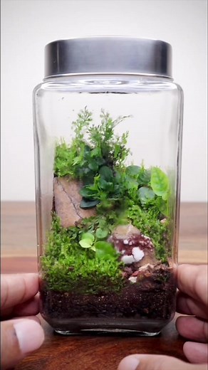 Springtails for terrariums #terrarium #springtails #theurbannemophilist #reels #closedterrarium | The Urban Nemophilist | Facebook
