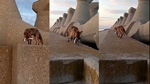 Pescar păcălit de vulpe, pe litoral. Animalul l-a convis pe bărbat să-i ofere toți peștii