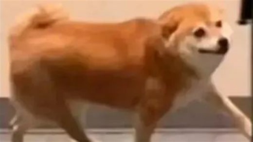 费尔斯：你打他们可就不能打我了！