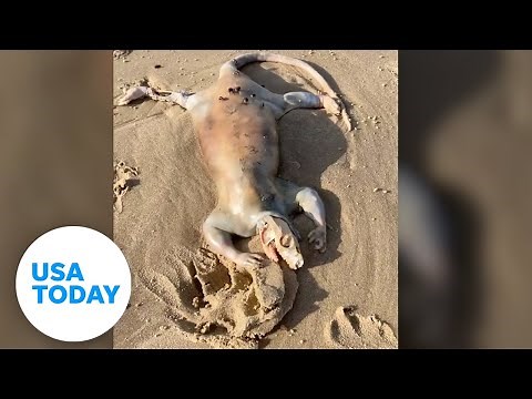 'Alien' creature with claws washes up on Australian beach | USA TODAY