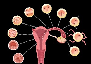 8.5 Embryonale ontwikkeling - Toelatingsexamen Arts, Tandarts & Dierenarts