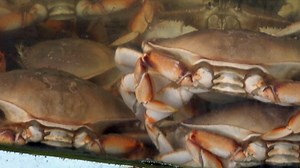 Officials Delay Start of 2022 Dungeness Crab Season