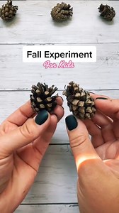 Easy pinecone experiment! Save to try this fall 💕 #experimentsforkids #scienceforkids | Kids Craft Barn