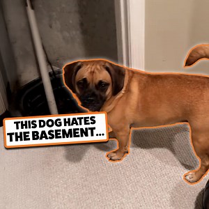 What is down there 😱👀 | Go Fetch