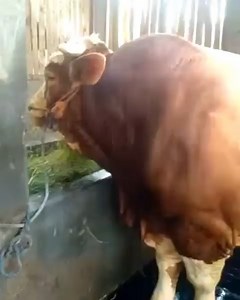 55K views · 1.2K reactions | Pedro Simental Super Jumbo | Video Seputar Sapi | Facebook