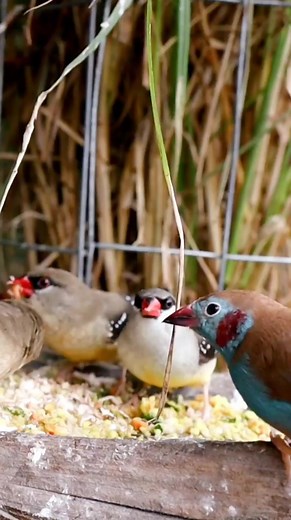 12K views · 200 reactions | #paradiseaviary #finches #outdooraviary | Paradise Aviary | Facebook