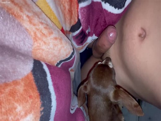 Kinky dude getting his dick licked by a dog in dog porno