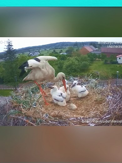 Why the Fifth Baby Stork Is the Smallest — Stork Chick Size Explained