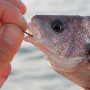 8.9K views · 78 reactions | 50 cals and FISH ON! | Addicted Fishing | Facebook