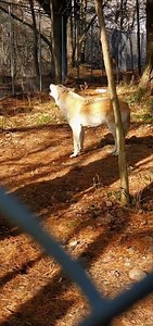 Friendly Blonde Canadian Timber Wolf Maverick howling at Speaking of Wildlife sanctuary Canada