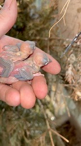 Java Sparrow Chicks #animal #birds #animals #bird #nature | Tropical Aviary Birds - Torben Dehlholm