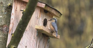 Video by Willfried Wende on Pexels