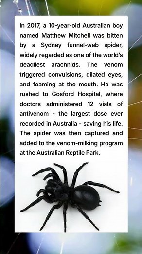 Australian Boy Survives Deadliest Spider Bite | 12 Vials of Antivenom Save His Life