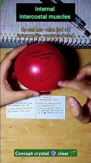External and internal intercostal muscles🫁#intercoastalmuscles #studywithme #conceptclear#studygram
