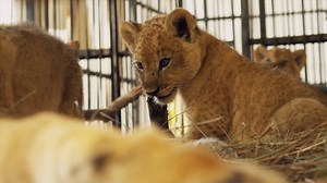 4.2K views · 443 reactions | LION ARK - A TRIBUTE TO BOB BARKER On...