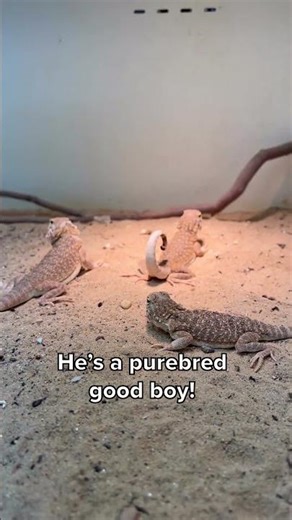 Agamas are purebred goodboys!