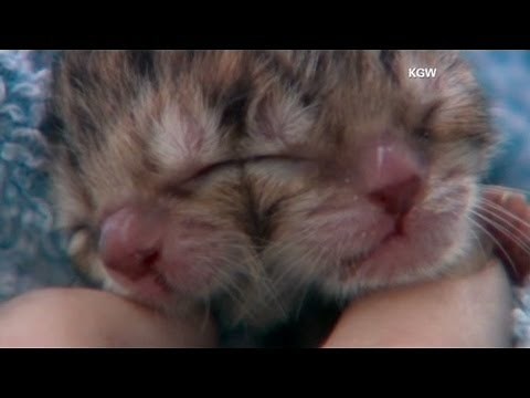 Two-headed kitty gets plenty of face time