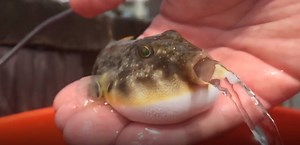 Have you ever seen a puffer fish deflate before 😱😱 | Aurora Borealis Observatory