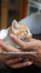 In Zhejiang, China, there are many exquisite cat cafes as well as cat shelters run by kind-hearted people. #DifferentYetSame | TikTalk Star | Facebook