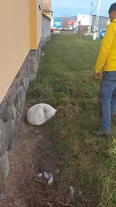 And there she is lonely and abandoned 💔 first rescued girl in 2026. | Maria Cristina Rizea