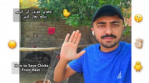 3.5K views · 32 reactions | Aseel Chicks Growth Tips | Aseel Chicks Feed Plan in Summer  #aseellovers #cheema_aseel #viralvideo #Aseel #rooster #birds | Cheema Aseel | Facebook